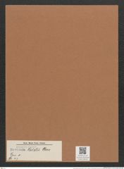 Navicula holstii Cleve (de-Toni-Nr.: Genus 1, Species 47) Zeichnungen Sammlung Grunow Mappe 00039 (Herbarium_W_Grunow_drawings_Folder_00039)